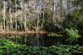 Water lilies and trees border a Florida swamp Royalty Free Stock Photo