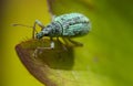 Imigrant leaf weevil