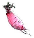 Imitate classical Chinese old paintings with brush and ink , radish