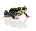 Imitating Poison Frog - Ranitomeya imitator Royalty Free Stock Photo