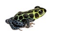 Imitating Poison Frog - Ranitomeya imitator Royalty Free Stock Photo