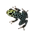 Imitating Poison Frog - Ranitomeya imitator