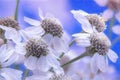 Imitation of the picture. Pastel. Blooming Yarrow Against the Sky