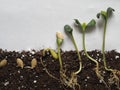 Imitation of pumpkin seed growth, from a small sprout to leaves on a section of the soil. Green sprouts