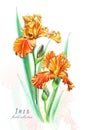 Botanical illustration. Postcard card with blossoming orange irises flowers.