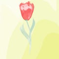 Imitation of watercolor painting. red Tulip on yellow background Royalty Free Stock Photo