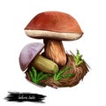 Imleria badia bay bolete, is an edible, pored mushroom found in Europe and North America isolated on white. Digital art