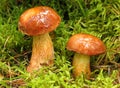 Imleria badia, bay bolete