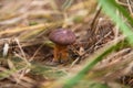 Imleria Badia or Boletus Badius commonly known as the Bay Bolete growing on the forest floor at autumn season Royalty Free Stock Photo