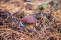 Imleria badia or Boletus badius commonly known as the bay bolete growing in pine tree forest Royalty Free Stock Photo