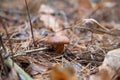 Imleria badia or Boletus badius commonly known as the bay bolete growing in pine tree forest Royalty Free Stock Photo