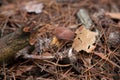 Imleria Badia or Boletus Badius commonly known as the Bay Bolete growing in pine tree forest Royalty Free Stock Photo