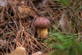 Imleria Badia or Boletus Badius commonly known as the Bay Bolete growing in pine tree forest Royalty Free Stock Photo