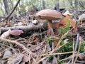 Imleria badia, bay bolete Royalty Free Stock Photo