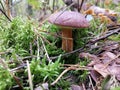 Imleria badia, bay bolete Royalty Free Stock Photo