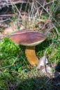 Imleria badia, commonly known as the bay bolete, is an edible, pored mushroom found in Europe and North America Royalty Free Stock Photo