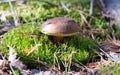 Imleria badia, known as the bay bolete, is an edible, pored mush Royalty Free Stock Photo