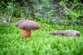 Imleria badia commonly known as bay bolete in moss