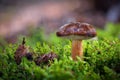 Imleria badia commonly known as bay bolete in moss