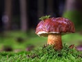 Imleria badia or edible bay bolete in green moss in the forest, mushroom with brown cap Royalty Free Stock Photo