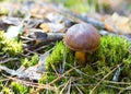 Imleria badia, known as the bay bolete, is an edible, pored mush Royalty Free Stock Photo