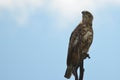 Imm brown snake eagle (Circaetus cinereus) Royalty Free Stock Photo