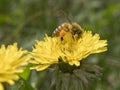 Immagine ravvicinata di unÃ¢â¬â¢ape al lavoro su fiore di tarassaco durante la raccolta del polline