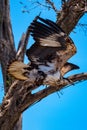 Immature African harrier-hawk takes off from tree