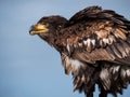 Immature American bald eagle against blue sky Royalty Free Stock Photo