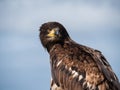 Immature American bald eagle against blue sky Royalty Free Stock Photo