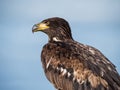 Immature American bald eagle against blue sky Royalty Free Stock Photo