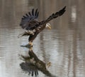 Immature American Bald Eagle catching a fish