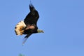 Immature American Bald Eagle in Flight Royalty Free Stock Photo