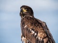 Immature American bald eagle against blue sky Royalty Free Stock Photo