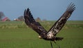 Immature American bald eagle in mid flight