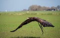 Immature American bald eagle in mid flight Royalty Free Stock Photo