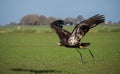 Immature American bald eagle in mid flight