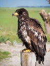 Immature American bald eagle sitting on a pole