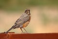 Immature American Robin