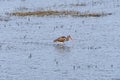 Immature American White Ibis Feeding in a Wetland Pond