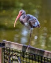 Immature American White Ibis