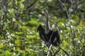 Immature Anhinga in Everglades National Park Florida USA