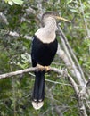 Immature Anhinga in the Everglades #1