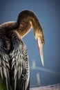 Immature anhinga pauses from preening to check for danger