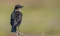 Immature ant-eating chat (Immature ant-eating chat (Myrmecocichla formicivora). Royalty Free Stock Photo