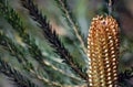 Immature Australian native Banksia ericifolia inflorescence