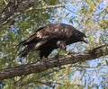 Immature Bald Eagle Royalty Free Stock Photo