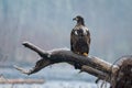 Immature bald eagle on big perch above the wiver Royalty Free Stock Photo