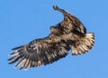 Immature Bald Eagle taking flight Royalty Free Stock Photo