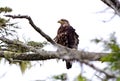 Immature Bald Eagle, feathers ruffled by wind, Triquet Is, BC